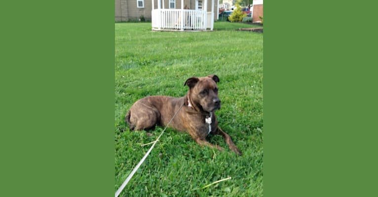 Endsley, an American Pit Bull Terrier and German Shepherd Dog mix tested with EmbarkVet.com
