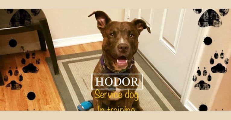 Hodor, an American Pit Bull Terrier and German Shepherd Dog mix tested with EmbarkVet.com
