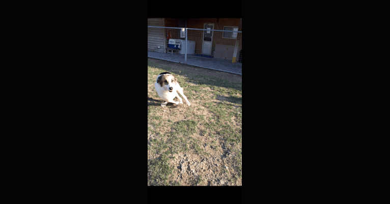 Ruby, an Arabian Village Dog tested with EmbarkVet.com