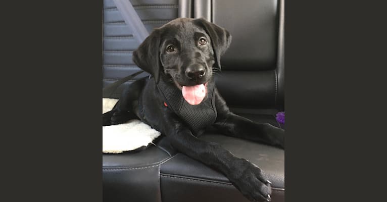 Ellie, a Labrador Retriever (7.2% unresolved) tested with EmbarkVet.com