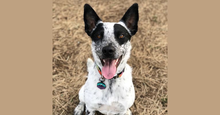 Cooper, a Border Collie and Australian Cattle Dog mix tested with EmbarkVet.com