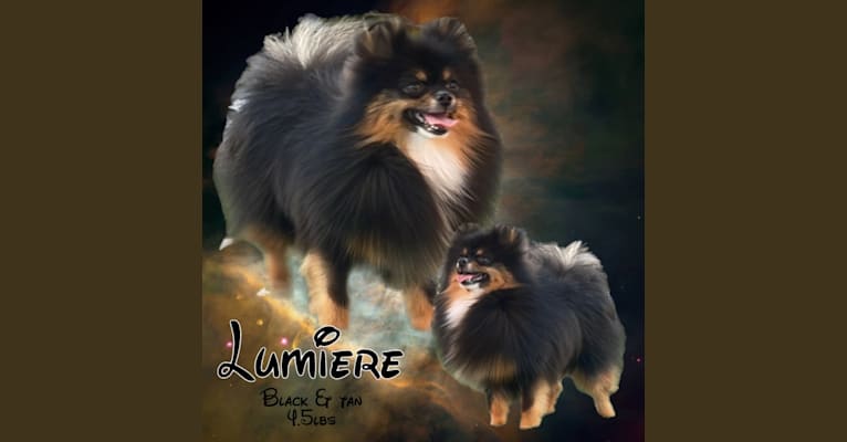 Lumiere, a Pomeranian tested with EmbarkVet.com