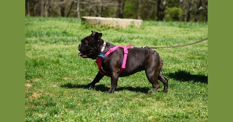 Photo of Eris, a French Bulldog and Bulldog mix in Cartersville, GA, USA