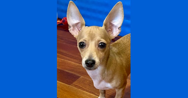 Oliver, a Chihuahua and Poodle (Small) mix tested with EmbarkVet.com
