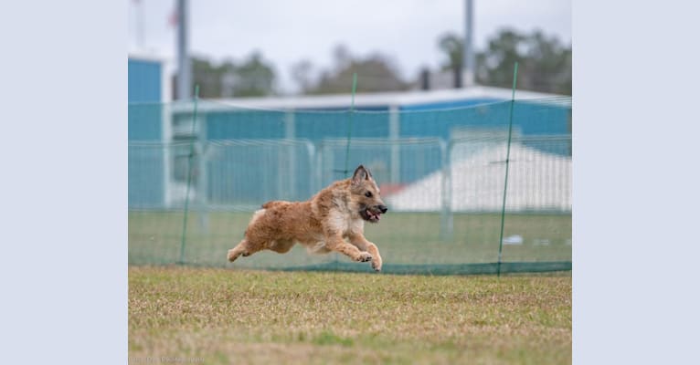 Annie or Red Girl, a Belgian Shepherd tested with EmbarkVet.com