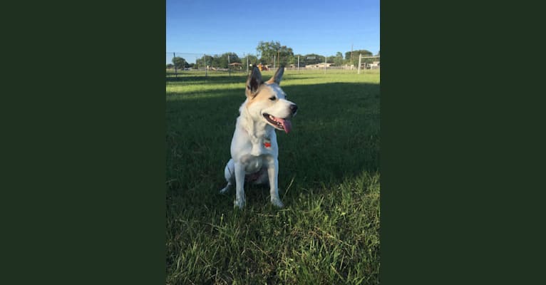 Photo of Della, an American Pit Bull Terrier, Great Pyrenees, Australian Cattle Dog, Boxer, and Border Collie mix in Texas, USA