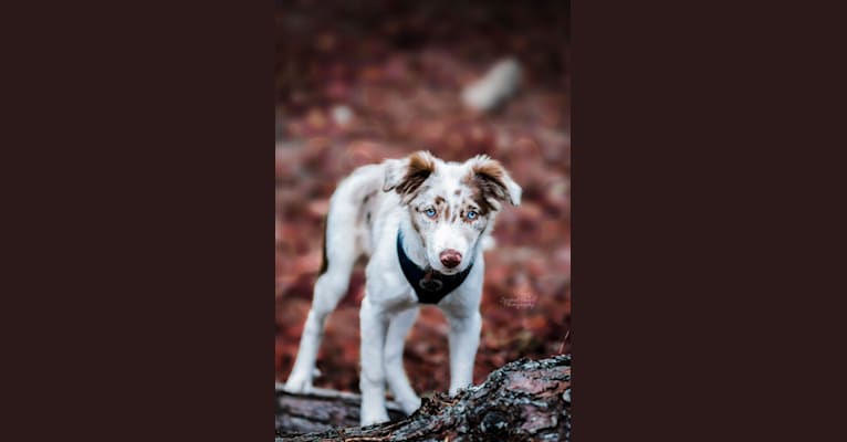 Spurs N Ashes, a Border Collie tested with EmbarkVet.com