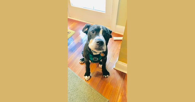 Photo of Marvin, an American Pit Bull Terrier, Cocker Spaniel, Rottweiler, American Staffordshire Terrier, and Perro de Presa Canario mix in West Chester, Pennsylvania, USA