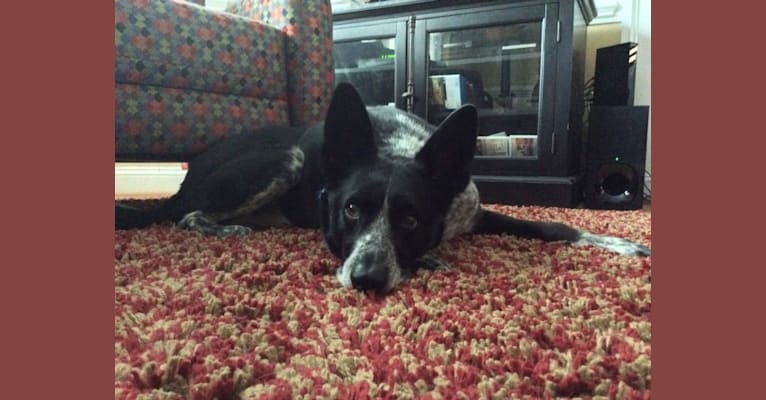 Bandit, a German Shepherd Dog and Border Collie mix tested with EmbarkVet.com