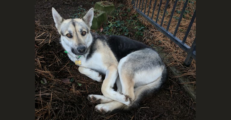 Belle, a German Shepherd Dog and Siberian Husky mix tested with EmbarkVet.com