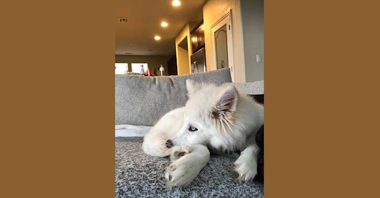 Ban, a Siberian Husky and German Shepherd Dog mix tested with EmbarkVet.com