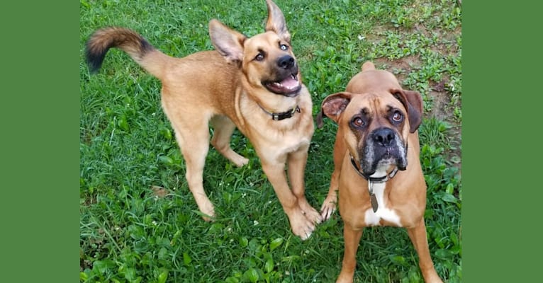 Canyon, a Siberian Husky and Saint Bernard mix tested with EmbarkVet.com