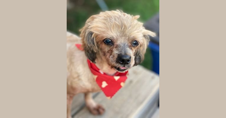 Rose, a Dachshund and Pekingese mix tested with EmbarkVet.com