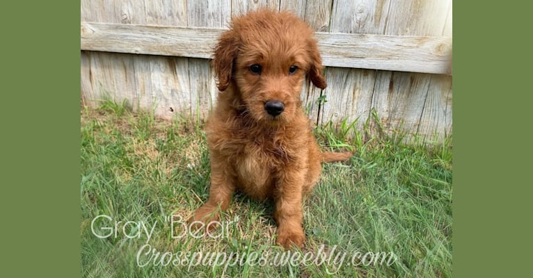 Gray Collar, a Goldendoodle tested with EmbarkVet.com