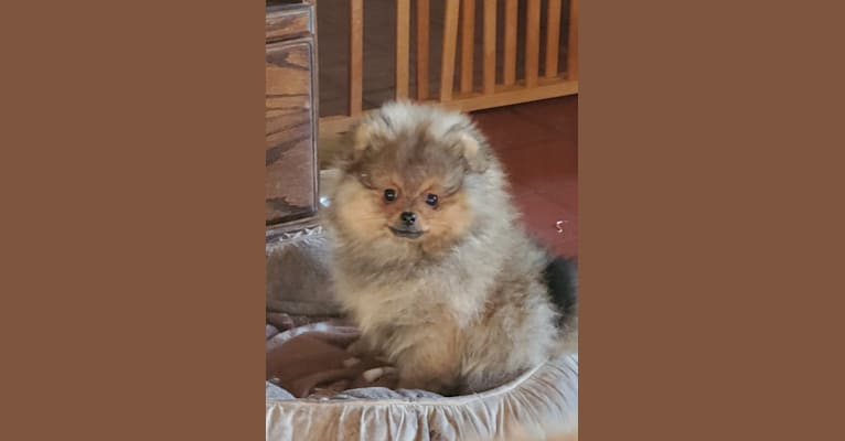 Cass, a Pomeranian tested with EmbarkVet.com