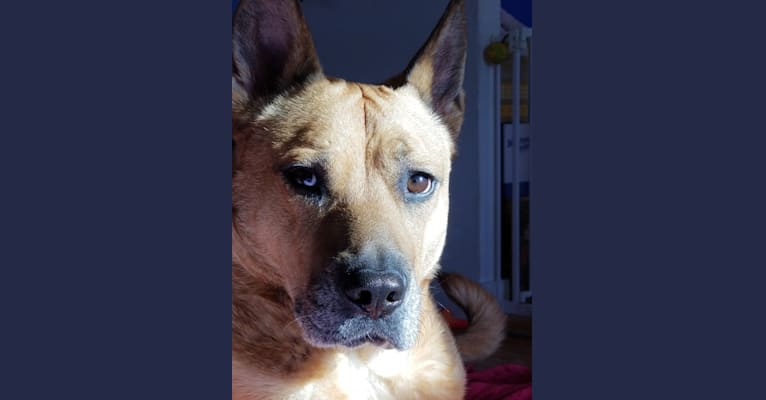 Embark Dog DNA Test Breed