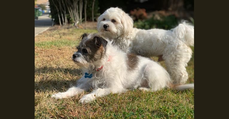 Photo of Murray, a Chihuahua, Shih Tzu, Poodle (Small), and Mixed mix in Martinez, California, USA