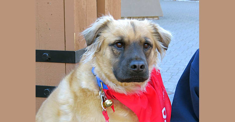 Yukon, a Labrador Retriever and American Staffordshire Terrier mix tested with EmbarkVet.com