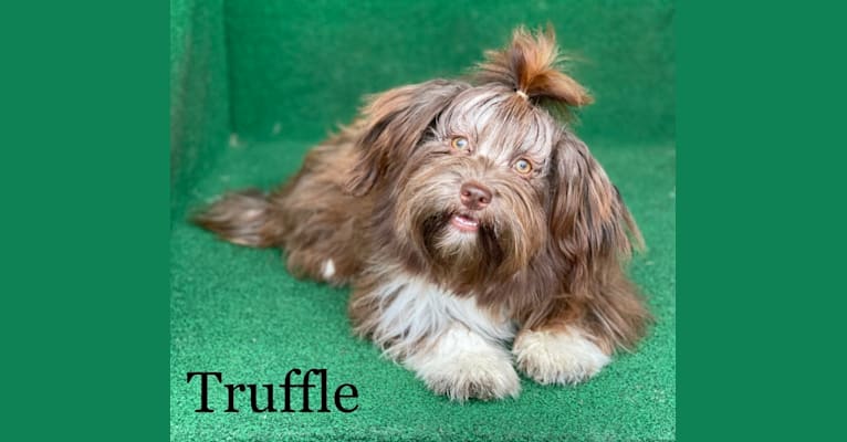 Truffle a dog tested with EmbarkVet.com