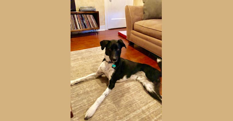 Photo of Fletcher, a Siberian Husky and German Shorthaired Pointer mix in Dallas, Texas, USA