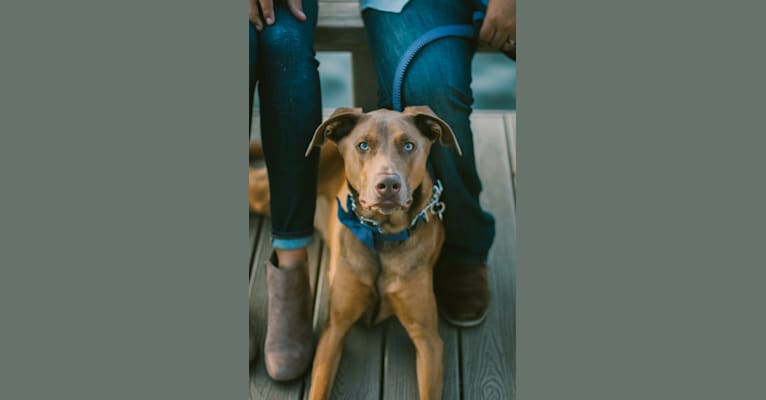 Kylo Ren, a Doberman Pinscher and German Shepherd Dog mix tested with EmbarkVet.com