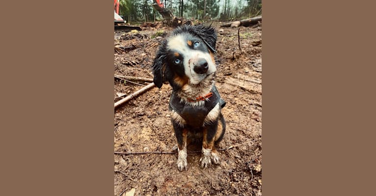 Photo of Oliver Webster, an Australian Shepherd Group  in Chilliwack, BC, Canada
