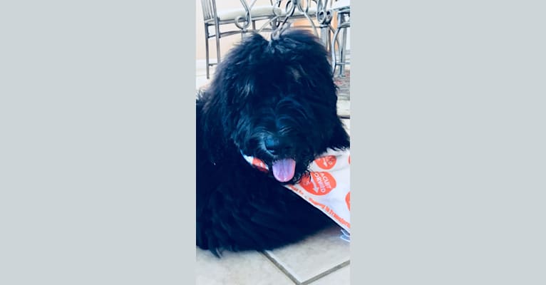 Trotsky, a Bernedoodle tested with EmbarkVet.com