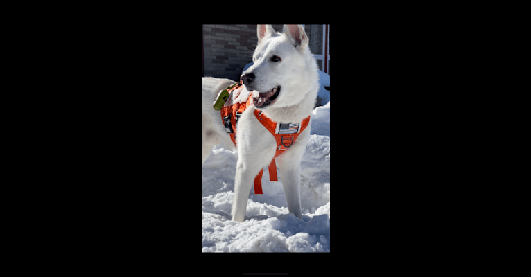 Apollo, a German Shepherd Dog and Maremma Sheepdog mix tested with EmbarkVet.com