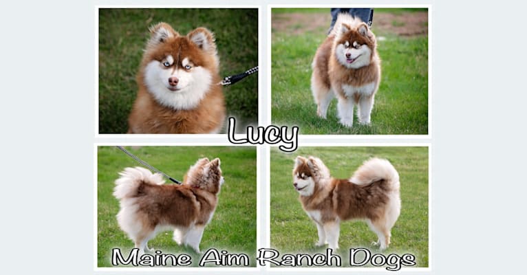 Photo of Lucy, a Pomsky  in Maine Aim Ranch, King, Allerton, IA, USA