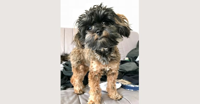 Photo of Nymeria, a Poodle (Small) and Havanese mix in Grovespring, MO, USA