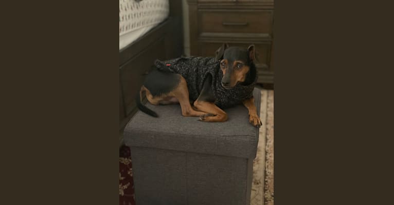 Alfie, a Miniature Pinscher and Rat Terrier mix tested with EmbarkVet.com