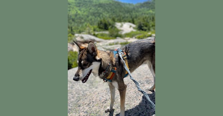 Wasali, an Alaskan-type Husky tested with EmbarkVet.com