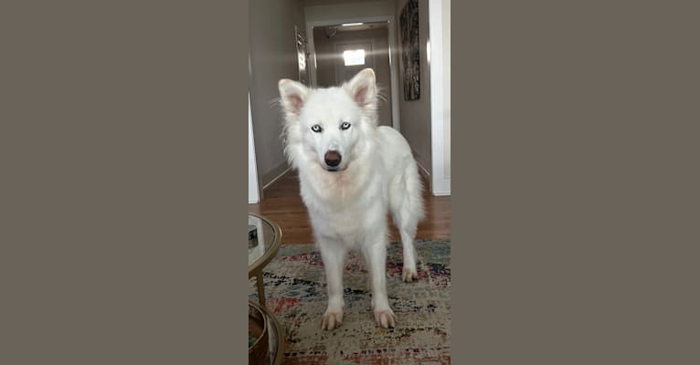 Dakota, a Siberian Husky and Alaskan Malamute mix tested with EmbarkVet.com