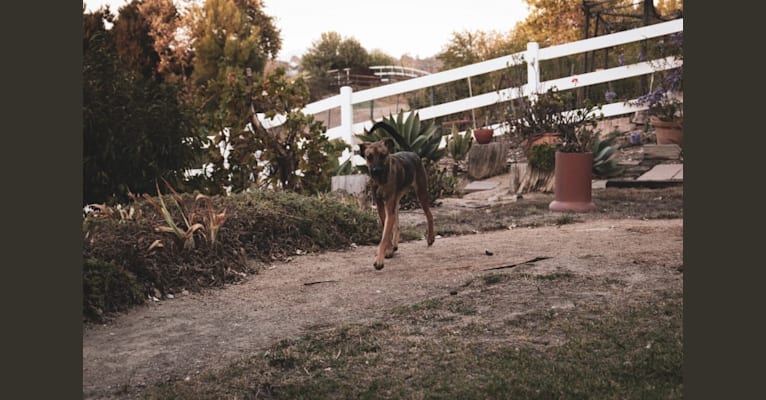 Photo of Sonny, a Belgian Malinois, American Pit Bull Terrier, German Shepherd Dog, and Mixed mix in Baja California, Mexico