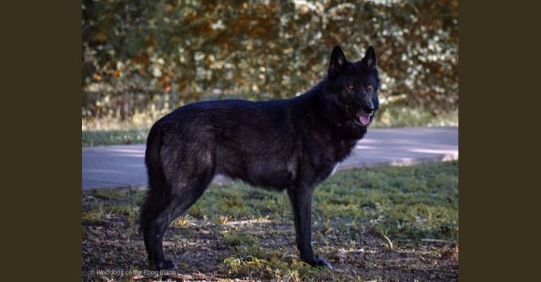 embark dog dna test breed