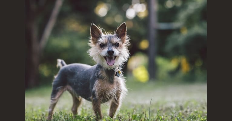 Pico, a Yorkshire Terrier and Miniature Schnauzer mix tested with EmbarkVet.com