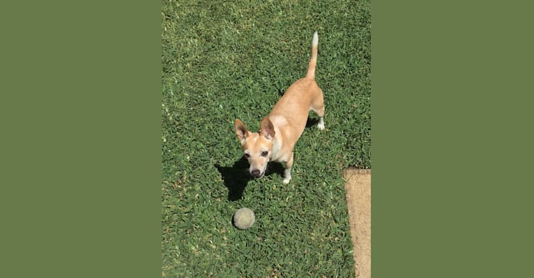 Malcolm, a Chihuahua and Russell-type Terrier mix tested with EmbarkVet.com