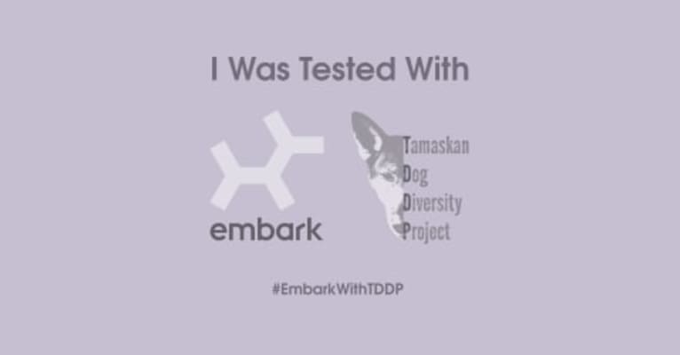 Weda a dog tested with EmbarkVet.com