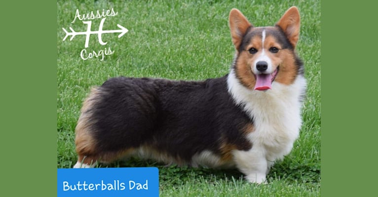 Photo of Butterball, a Pembroke Welsh Corgi  in Tennessee, USA