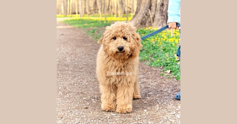 Nylah, a Goldendoodle tested with EmbarkVet.com