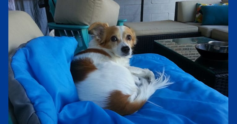 Hobbes, a Chihuahua and Pomeranian mix tested with EmbarkVet.com