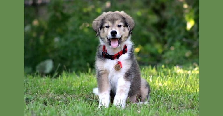 Duck, a Great Pyrenees and Beagle mix tested with EmbarkVet.com