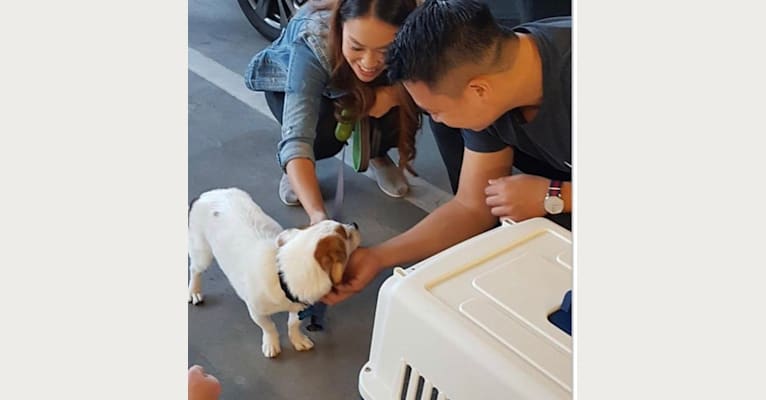 Benji, a Chinese Village Dog tested with EmbarkVet.com