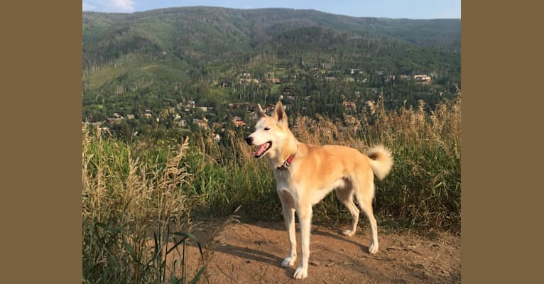 Roco, an Alaskan-type Husky tested with EmbarkVet.com