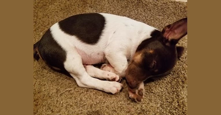 Davey, a Teddy Roosevelt Terrier tested with EmbarkVet.com