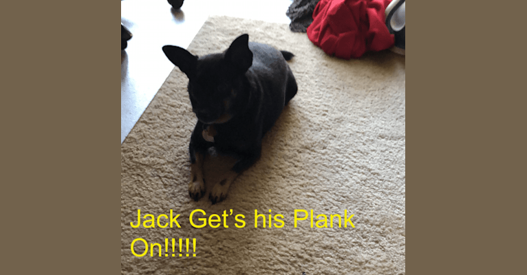 Jack Bliss, a Miniature Pinscher and Chihuahua mix tested with EmbarkVet.com