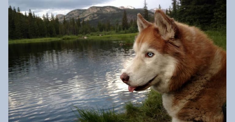 Padden, a Siberian Husky tested with EmbarkVet.com