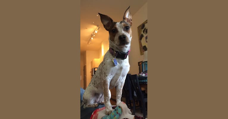 Bewley, an Australian Cattle Dog and Chihuahua mix tested with EmbarkVet.com