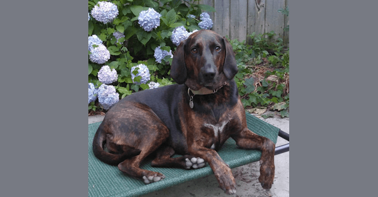 Charlie, an American Foxhound and Plott mix tested with EmbarkVet.com