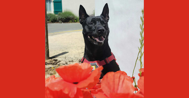 李白, a Formosan Mountain Dog tested with EmbarkVet.com